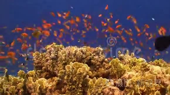 热带鱼类对充满活力的珊瑚礁