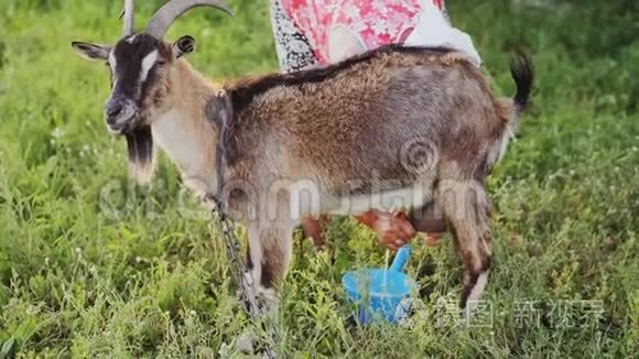 女人在草地上挤奶山羊视频