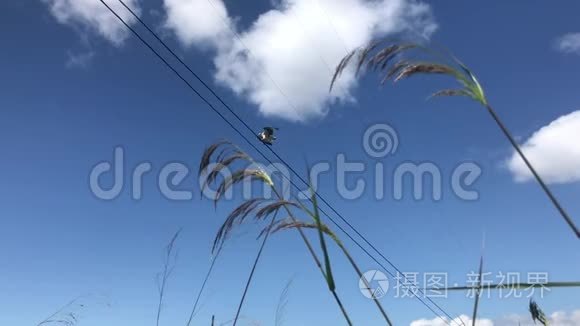 凯斯特雷栖息在电力线上视频