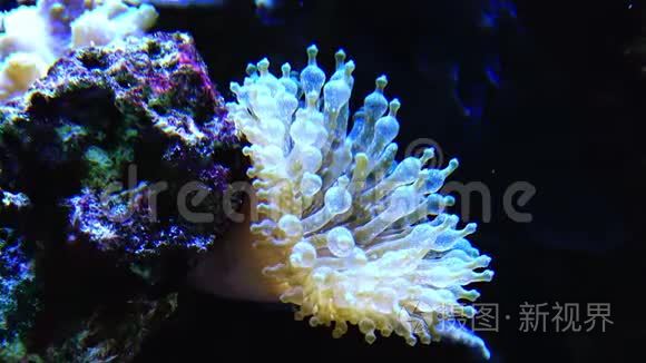 海洋水族馆里的海葵视频