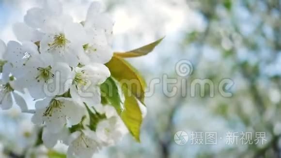 白色盛开的樱花树视频