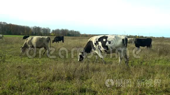 黑白牛在自由牧场吃草视频