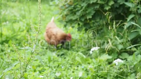 免费野鸡在花园吃草高清视频视频