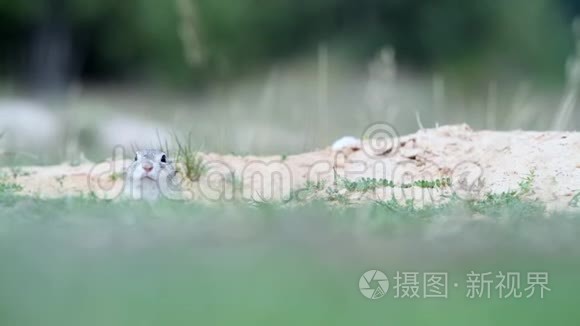 地松鼠雪铁龙在其自然栖息地视频