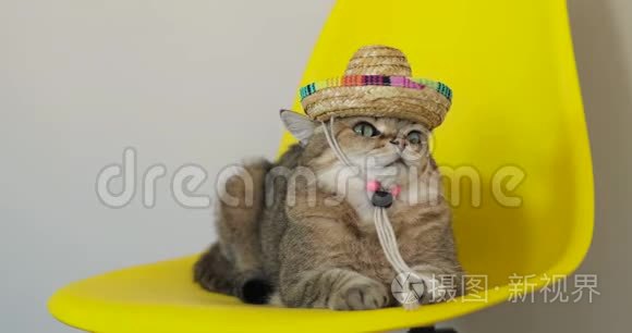 愤怒的猫头上戴着草帽，躺在椅子上看着相机。