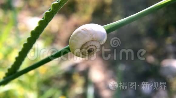 风中一只蜗牛躺在植物的茎上视频