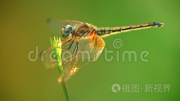 蜻蜓类植物茎绿色背景视频