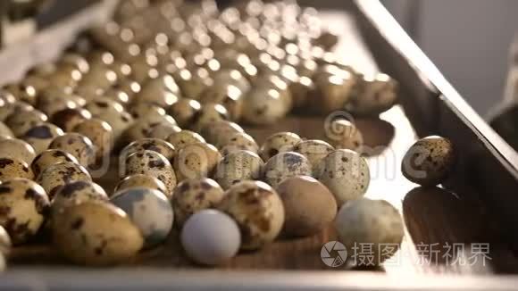 鸡蛋壳塑料工分拣手农民鹌鹑视频