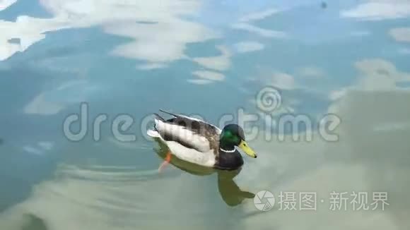 鸭子在干净的湖里游泳视频