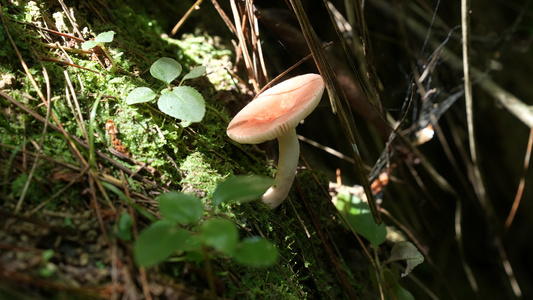 绿色野生蘑菇视频