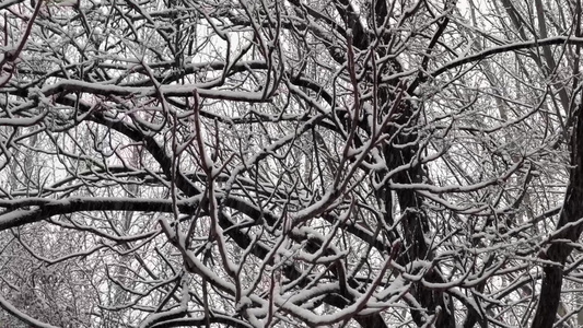 下雪住宅楼雪景视频