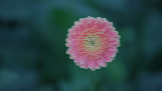 菊花特写视频