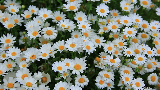 清明时节盛开的白色小花小雏菊视频