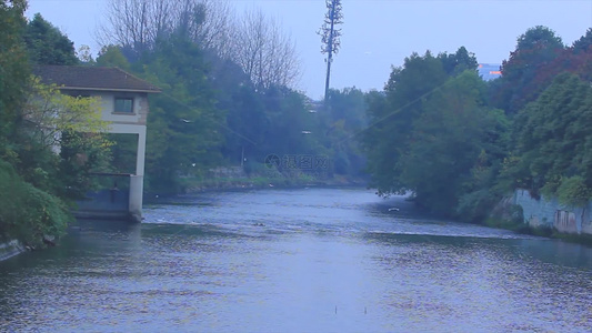 四川成都江安河湿地冬天的白鹭生态环境视频