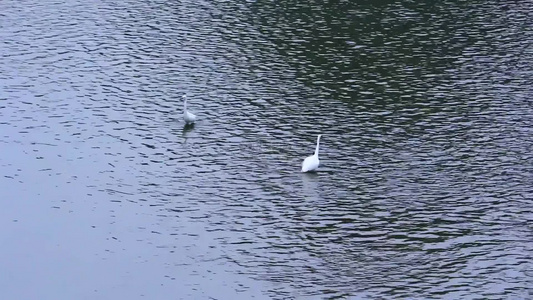 四川成都江安河湿地冬天的白鹭生态环境视频