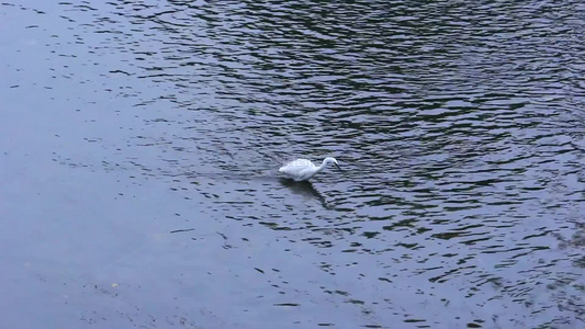 四川成都江安河湿地冬天的白鹭生态环境视频