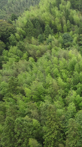 大自然绿色植物森林竖屏航拍视频