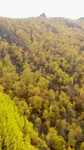 内蒙古呼和浩特秋天山崖黄叶林5A景点视频