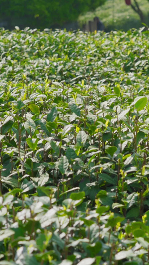 茶农茶园采茶摘茶【该视频无肖像权，请勿商用】春茶节6秒视频