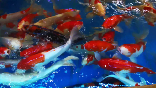 鱼缸里观赏鱼金鱼 视频