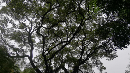 植物树枝树叶实拍视频