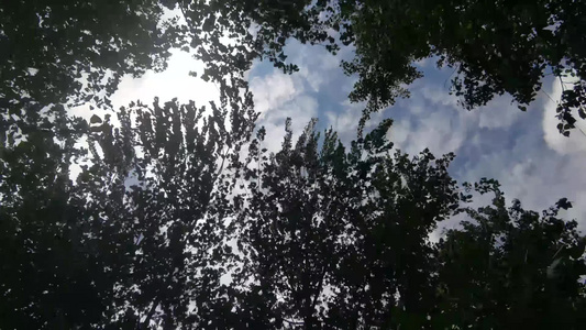 植物树枝树叶实拍视频