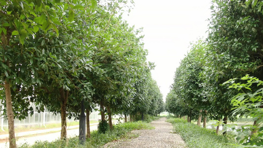 农业种植蔬菜种植基地实拍视频