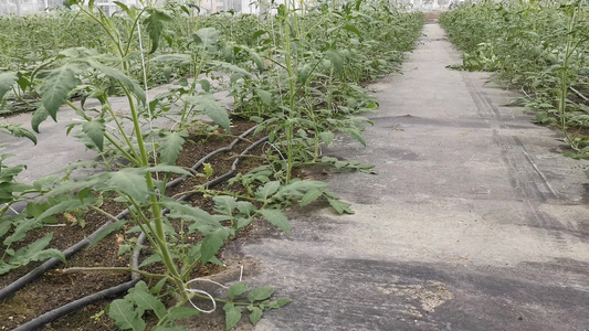 农业种植蔬菜种植基地实拍视频