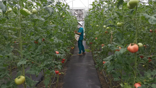 农业种植蔬菜种植基地实拍视频