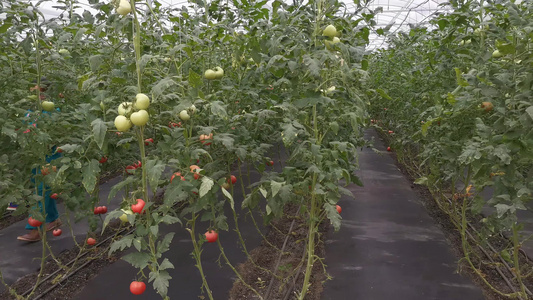 农业种植蔬菜种植基地实拍视频