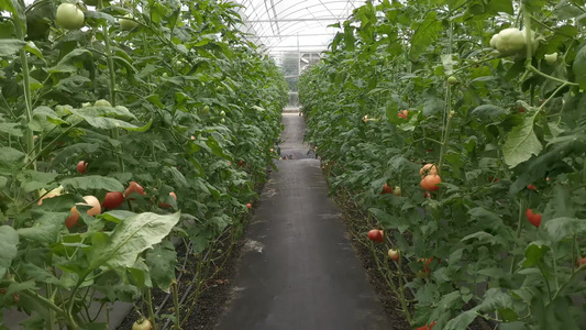 农业种植蔬菜种植基地实拍视频