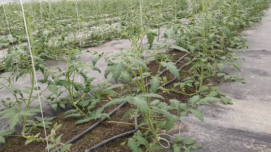 农业种植蔬菜种植基地实拍视频