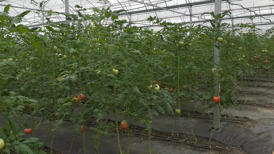 农业种植蔬菜种植基地实拍视频