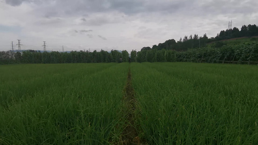 农业种植蔬菜种植基地实拍视频