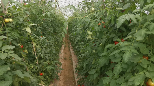 农业种植蔬菜种植基地实拍视频