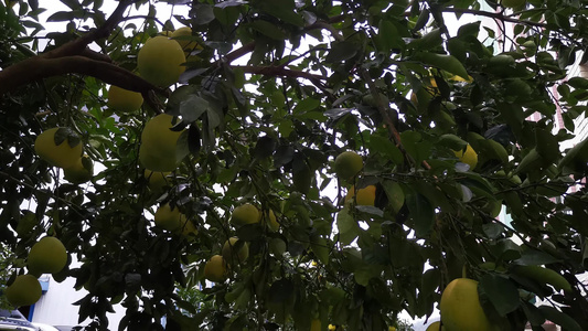 秋天成熟果实柚子 视频