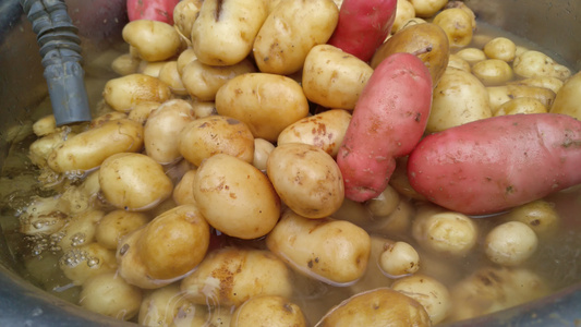 洗土豆马铃薯视频视频