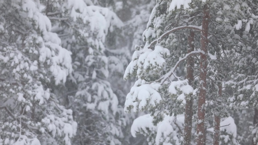 冬季明媚森林大雪松树唯美风景视频