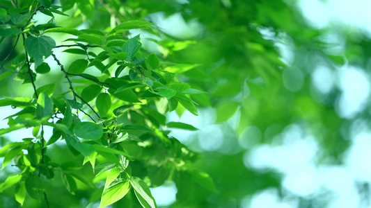 夏天阳光树叶唯美空镜头意境植物视频