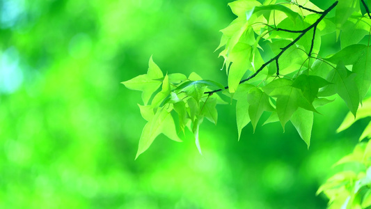 夏天阳光树叶唯美空镜头意境植物视频