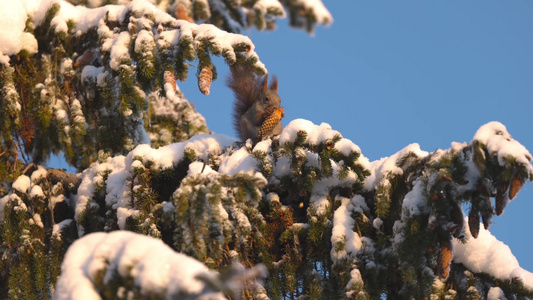 松鼠冬季大雪松树上摘松果觅食过冬视频