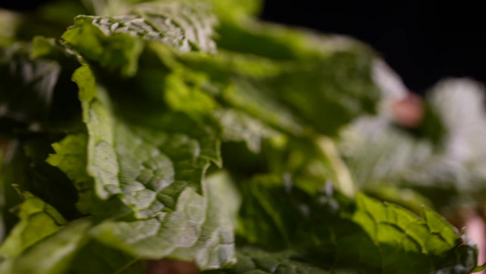 薄叶克拉夫多肉植物盆栽 视频