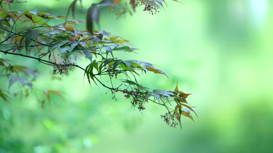 夏天阳光树叶唯美空镜头意境植物视频