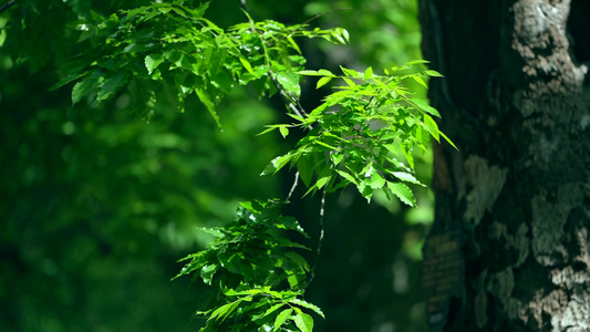 夏天阳光树叶唯美空镜头意境植物视频