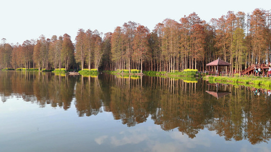 兴化里下河湿地公园水杉树视频