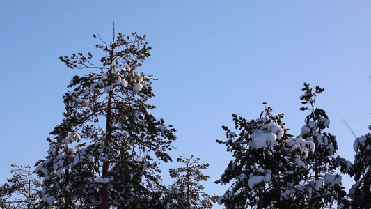 松鼠冬季大雪松树上摘松果觅食过冬视频