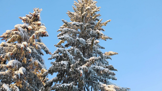 松鼠冬季大雪松树上摘松果觅食过冬视频