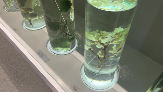 保鲜剂浸泡植物农作物标本 视频