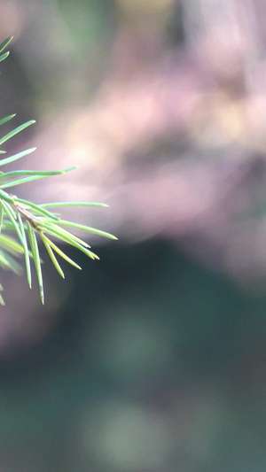春季自然风光随风摇摆的松树合集55秒视频