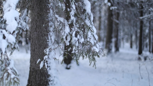 冬季森林大雪积雪松树视频
